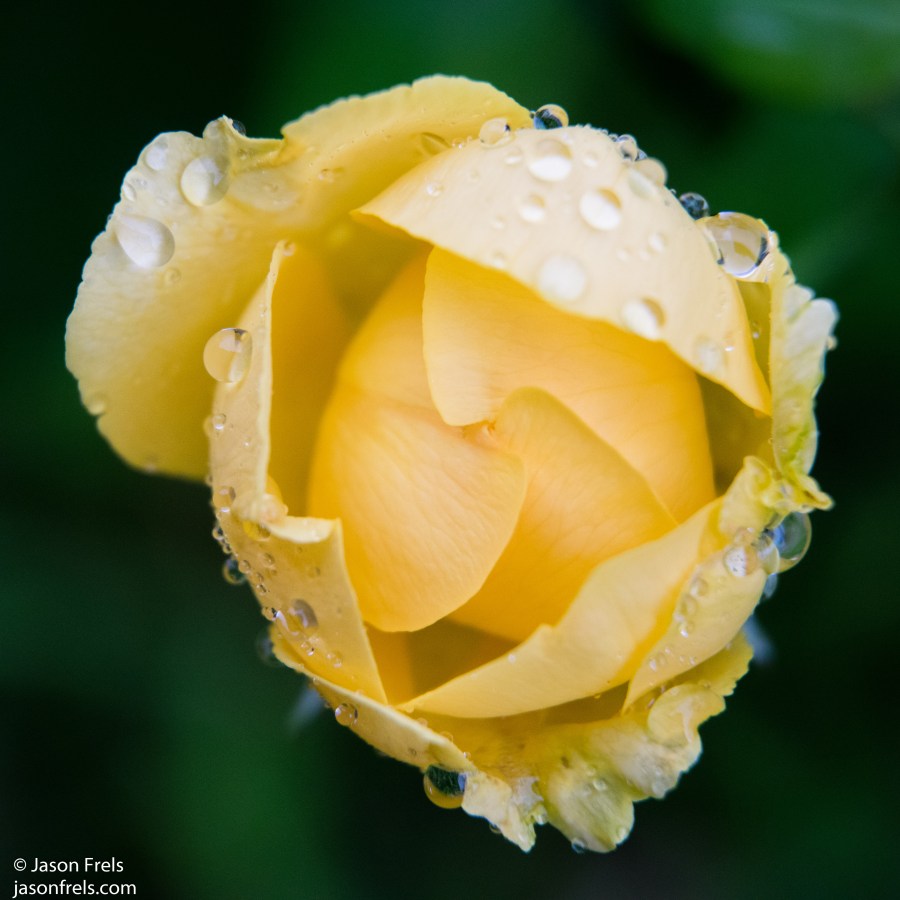 Texas Julia Child rose close-up extension tube