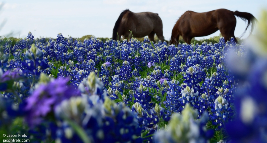 horses in bluebonnets Texas spring