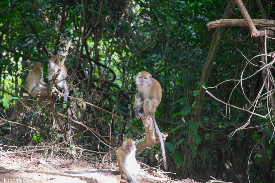 Macaque monkeys in Penang Malaysia