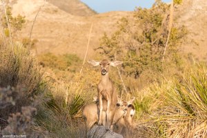 Guadalupe Mountains National Park deer
