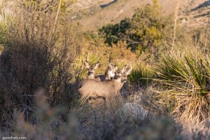 Guadalupe Mountains National Park deer