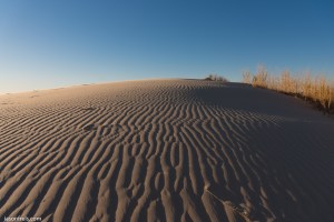 Monahans Sandhills State Park evening sun