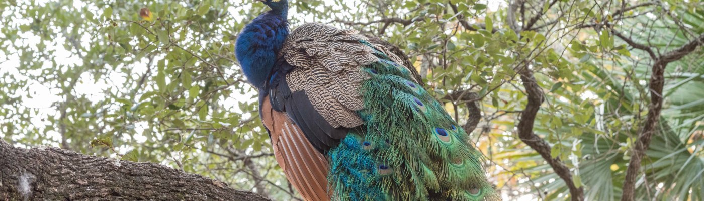Peacock Mayfield Park Austin