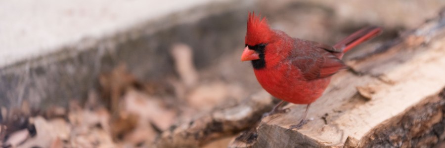 Lake Brownwood Texas cardinal