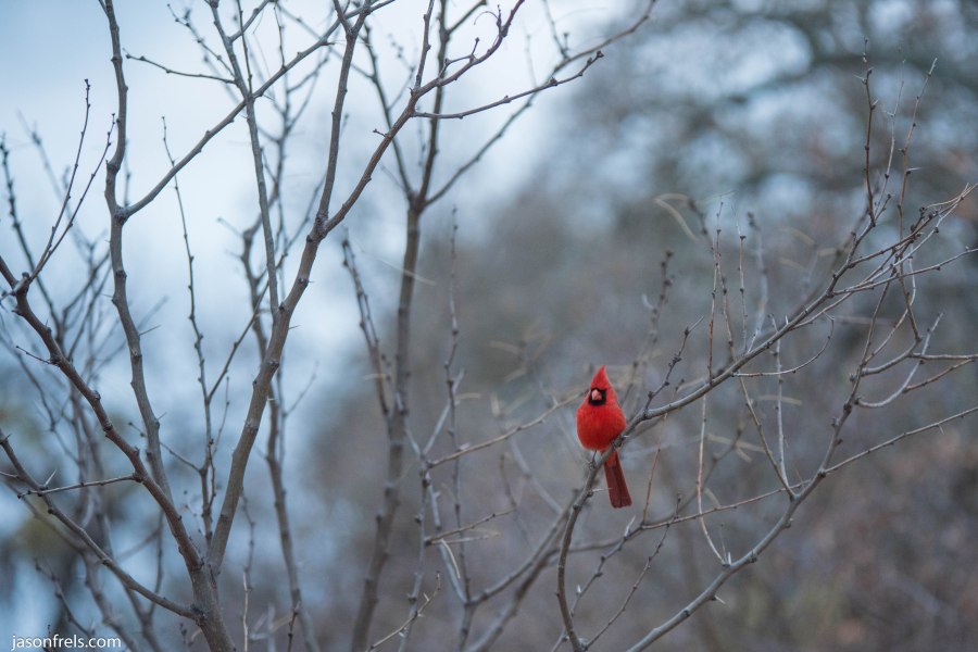 Lake Brownwood Texas cardinal
