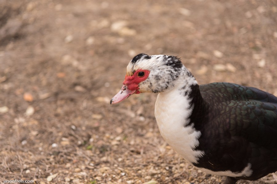 Devine Lake park in Leander duck