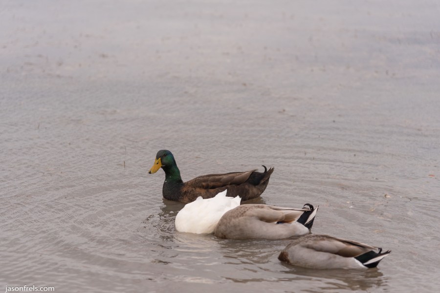 Devine Lake park in Leander ducks