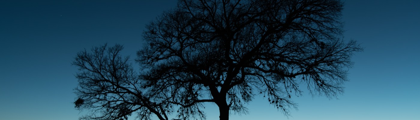 Silhouette of a tree at twilight at Inks Lake Texas