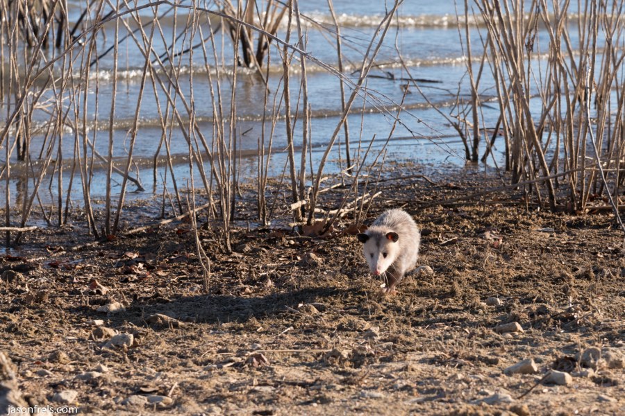 Possum at Lake Brownwood State Park Texas