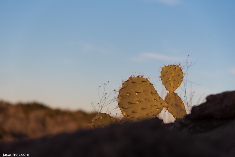 Cactus at Inks Lake State Park Texas