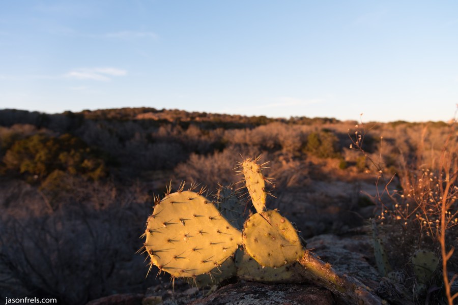 Cactus at Inks Lake State Park Texas