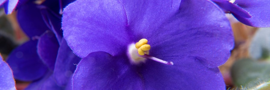 Close up of African violet using extension tubes and Nikon D750 DSLR