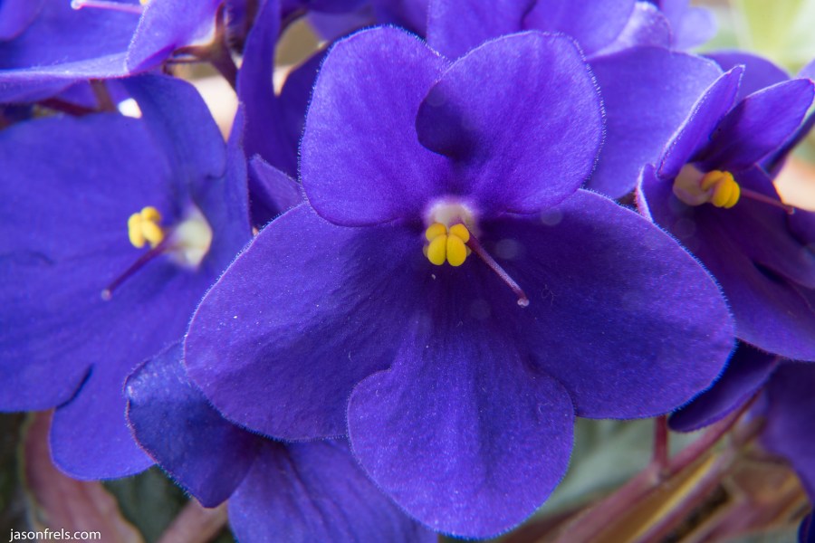 Close up of African violet using extension tubes and Nikon D750 DSLR