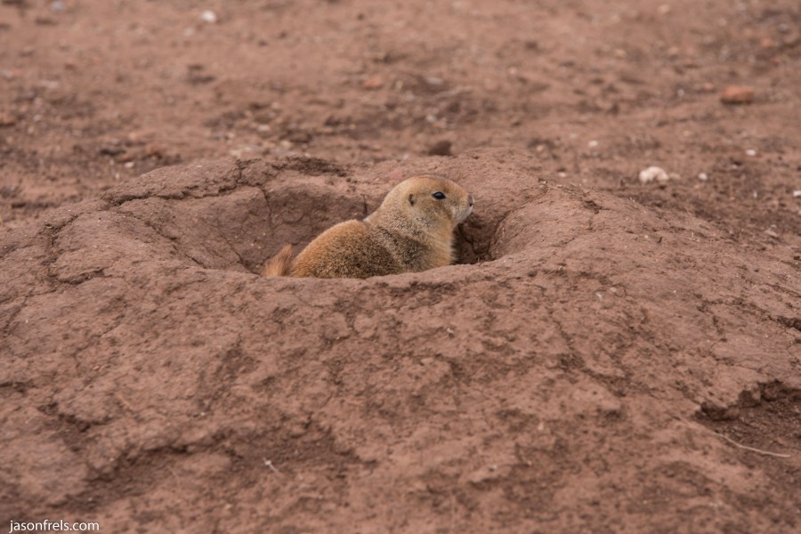 Caprock Canyons State Park Texas prairie dog