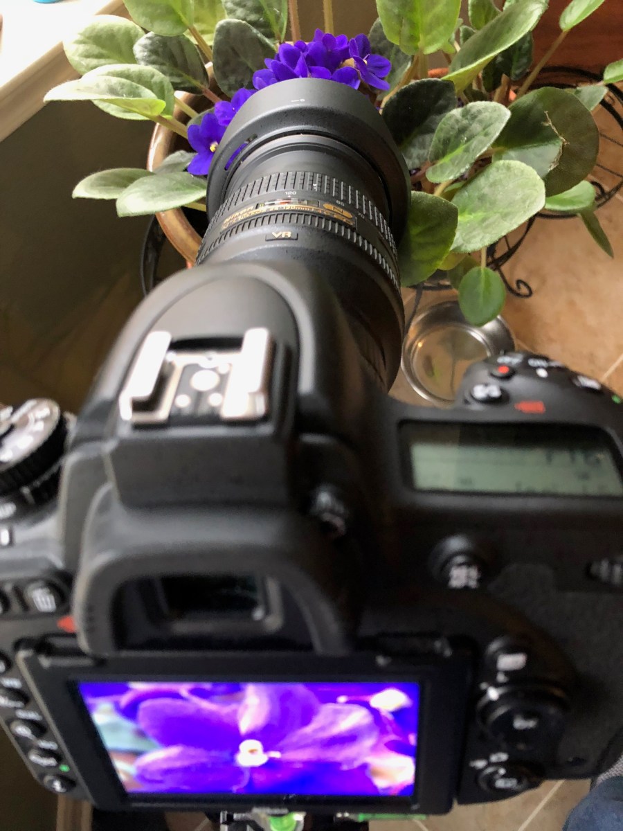 Nikon D750 DSLR with kenko extension tubes macro shot with iPhone 8