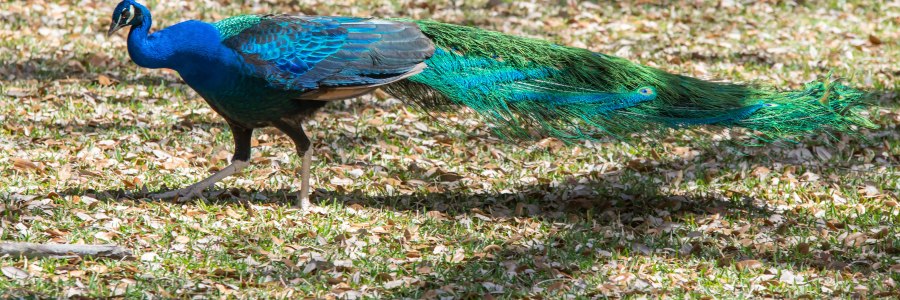 Peacock at Mayfield Park in Austin Texas