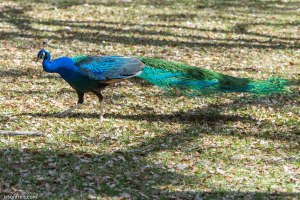Peacock at Mayfield Park in Austin Texas