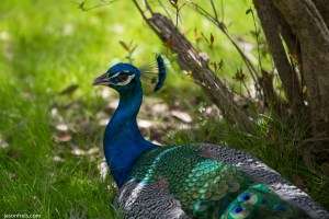 Peacock close up at Mayfield Park in Austin Texas