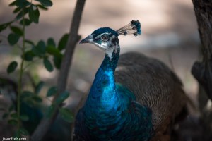 Peacock close up at Mayfield Park in Austin Texas