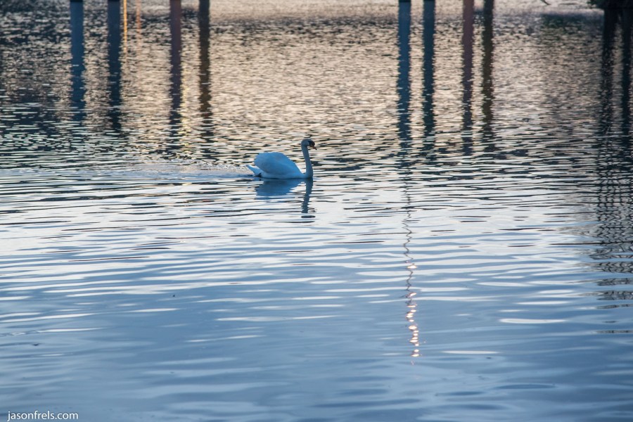 Swan at Lady Bird Lake in Austin Texas