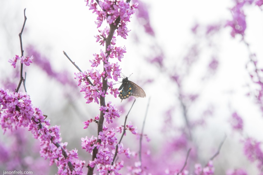 Butterfly on a pink flowering tree at Wildseed Farm Fredericksburg Texas