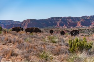 Caprock Canyons State Park Texas bison