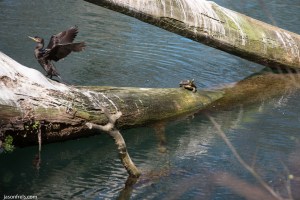 Cormorant turtle Guadalupe River Gruene Texas
