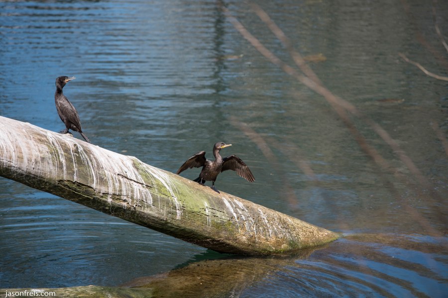 Cormorant Guadalupe River Gruene Texas