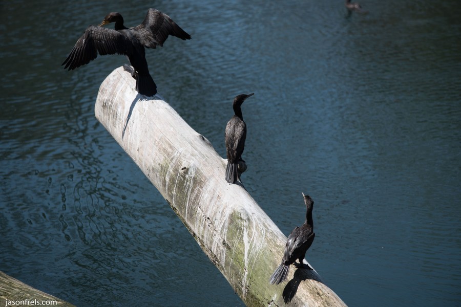 Cormorant Guadalupe River Gruene Texas