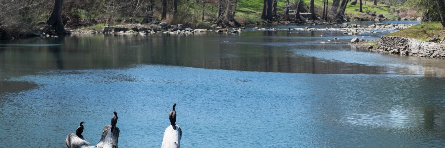 Cormorant Guadalupe River Gruene Texas