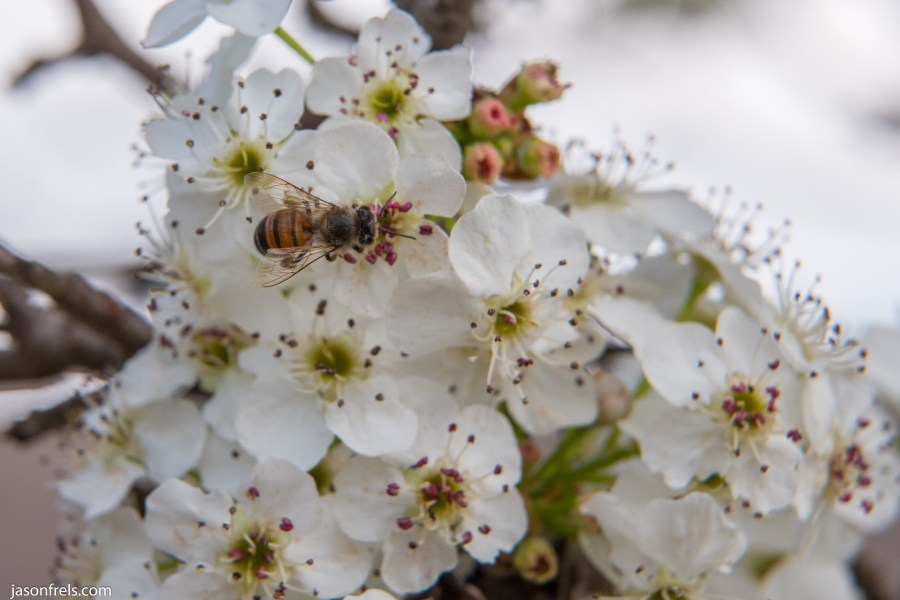 Bees on flowers using extension tube