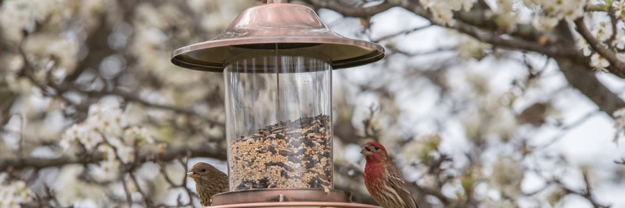 Male House Finch on a Bird Feeder in Leander Texas