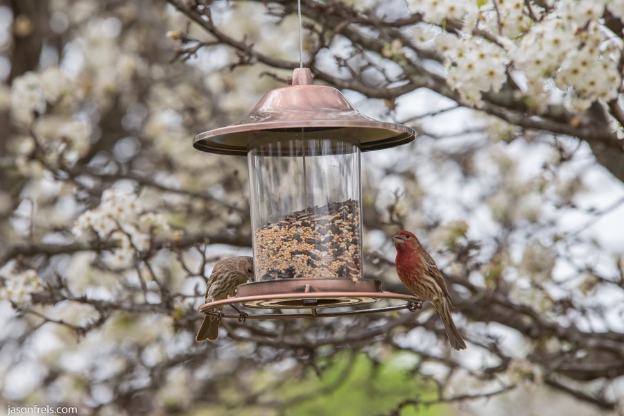Finch-Bird-Feeder-2