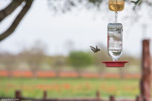 Hummingbird freeze motion near Fredericksburg Texas Wildseed Farms