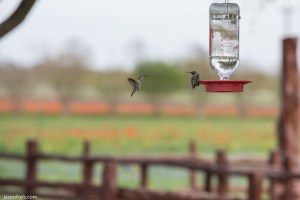 Hummingbird freeze motion near Fredericksburg Texas Wildseed Farms
