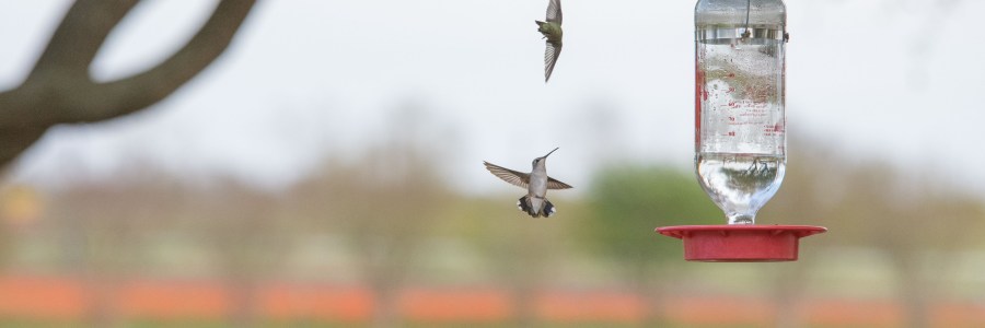Hummingbird freeze motion near Fredericksburg Texas Wildseed Farms