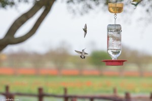 Hummingbird freeze motion near Fredericksburg Texas Wildseed Farms
