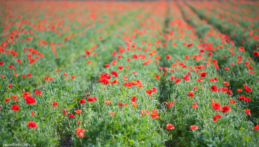 Red Corn Poppies Wildseed Farm Fredericksburg Texas