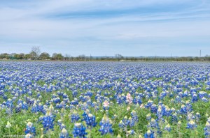 Texas bluebonnets wildseed farm Fredericksburg HDR