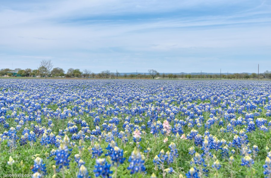 Texas bluebonnets wildseed farm Fredericksburg HDR