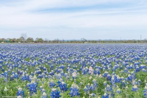 Texas bluebonnets wildseed farm Fredericksburg