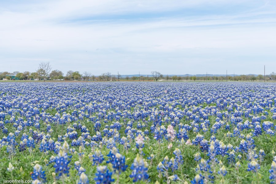 Texas bluebonnets wildseed farm Fredericksburg