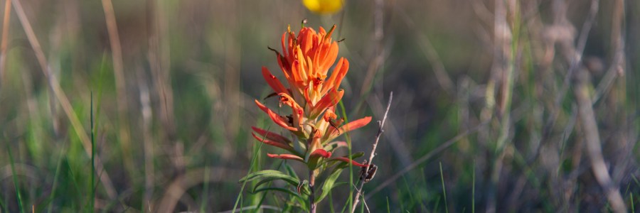 Balcones Canyonlands National Wildlife Refuge Indian paintbrush wildflower