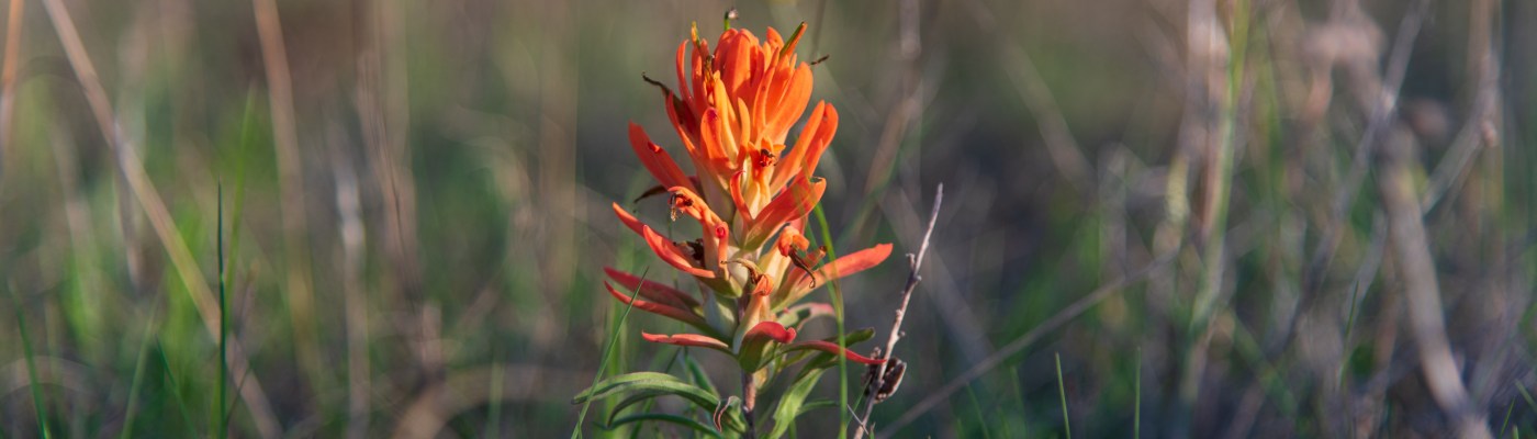 Balcones Canyonlands National Wildlife Refuge Indian paintbrush wildflower