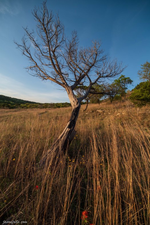 Balcones Canyonlands National Wildlife Refuge lonely tree