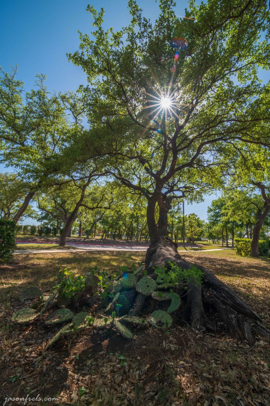 Oak Tree Cedar Park Texas