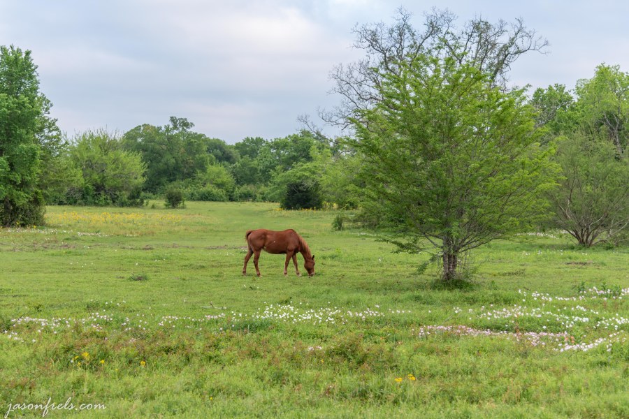 Horse in field of wildflowers in Texas