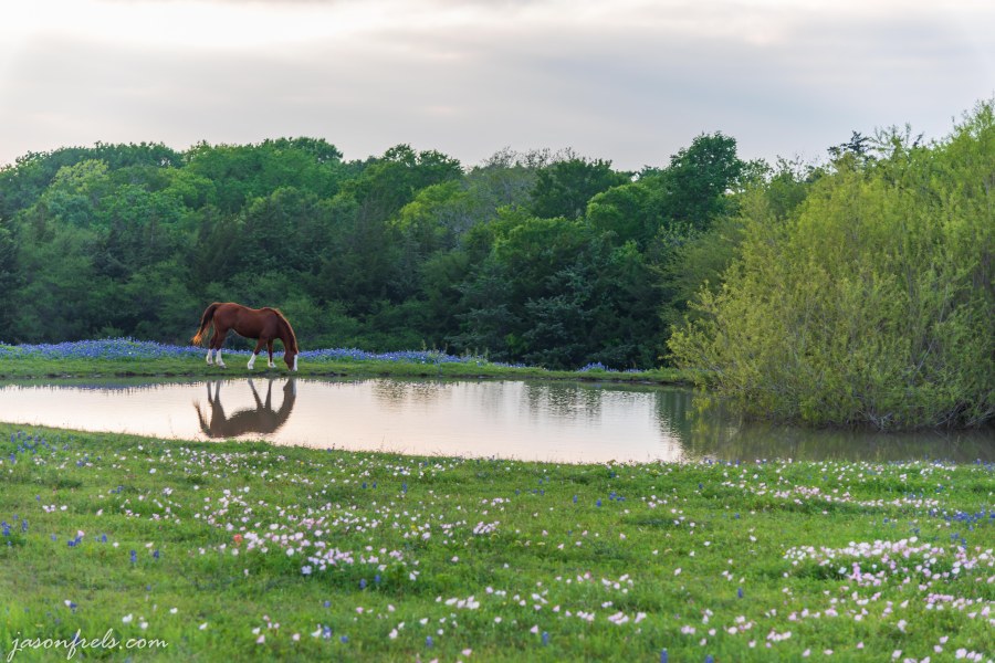 Horse in field of wildflowers near a pond in Texas
