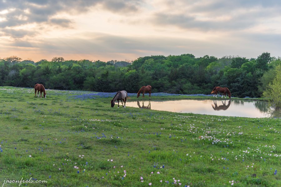 Horses in field of wildflowers near a pond in Texas