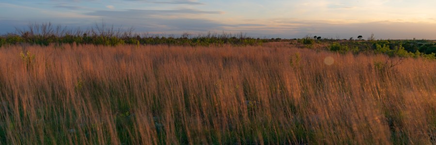 Long exposure grass in wind Balcones Canyonlands NWR at sunset